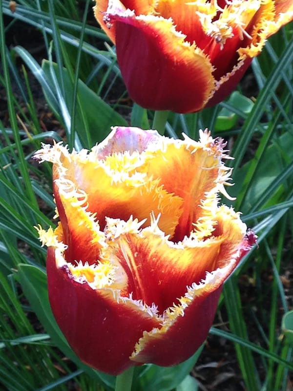 Netherlands flower