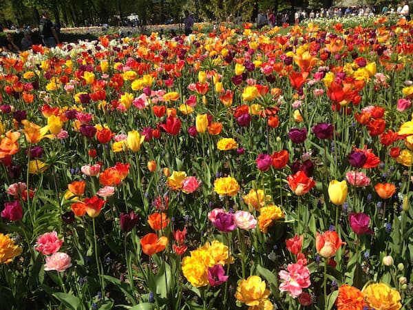 Netherlands flower fields