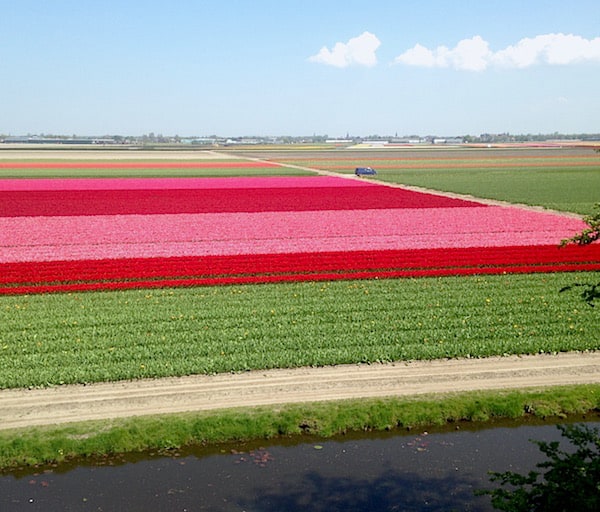 Tulip fields