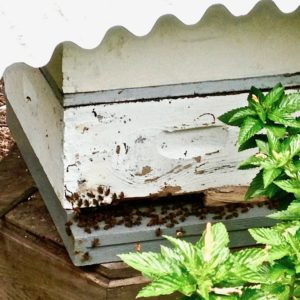 The surprising truth about honey bees, sustainability and veganism: An interview about sustainable beekeeping and why you should care about the honey bee and your food choices - vegan or not! | veganchickpea.com