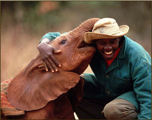 David Sheldrick Wildlife Trust